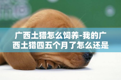 廣西土獵怎么飼養-我的廣西土獵四五個月了怎么還是小狗的體型