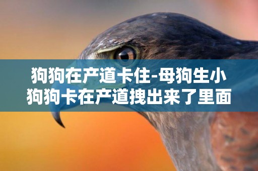 狗狗在產道卡住-母狗生小狗狗卡在產道拽出來了里面的小狗狗還能活嗎?