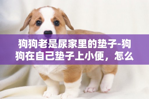 狗狗老是尿家里的墊子-狗狗在自己墊子上小便，怎么辦？