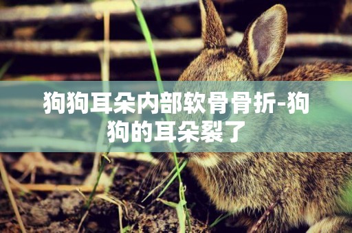 狗狗耳朵內部軟骨骨折-狗狗的耳朵裂了