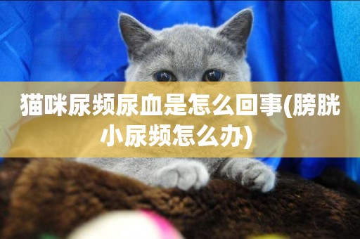 貓咪尿頻尿血是怎么回事(膀胱小尿頻怎么辦) 