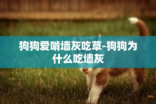 狗狗愛啃墻灰吃草-狗狗為什么吃墻灰