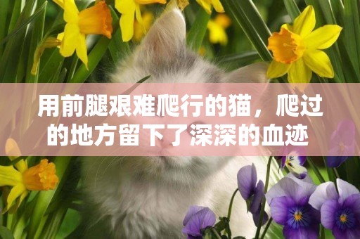 用前腿艱難爬行的貓，爬過的地方留下了深深的血跡 