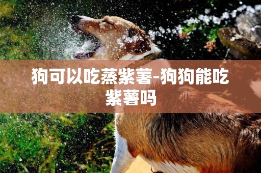 狗可以吃蒸紫薯-狗狗能吃紫薯嗎
