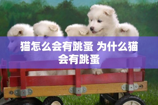 貓怎么會有跳蚤 為什么貓會有跳蚤