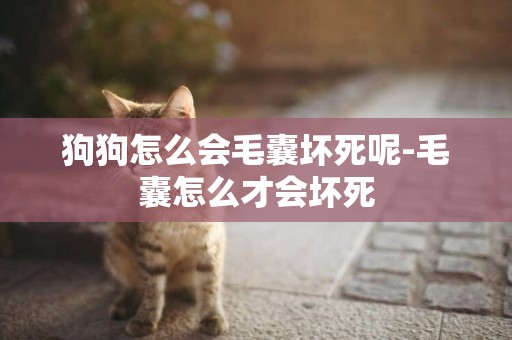 狗狗怎么會毛囊壞死呢-毛囊怎么才會壞死