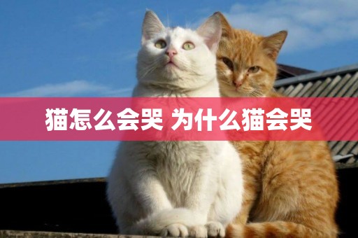 貓怎么會哭 為什么貓會哭