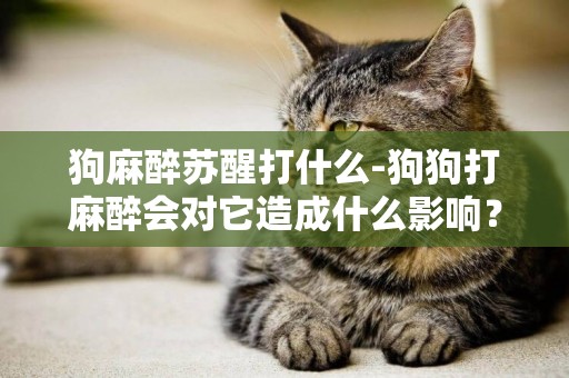 狗麻醉蘇醒打什么-狗狗打麻醉會對它造成什么影響？