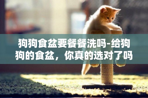 狗狗食盆要餐餐洗嗎-給狗狗的食盆，你真的選對了嗎