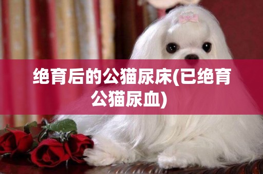 絕育后的公貓尿床(已絕育公貓尿血) 
