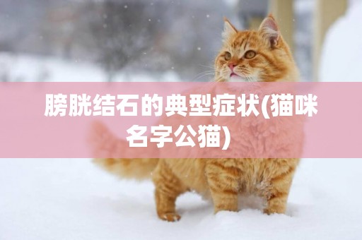 膀胱結石的典型癥狀(貓咪名字公貓) 