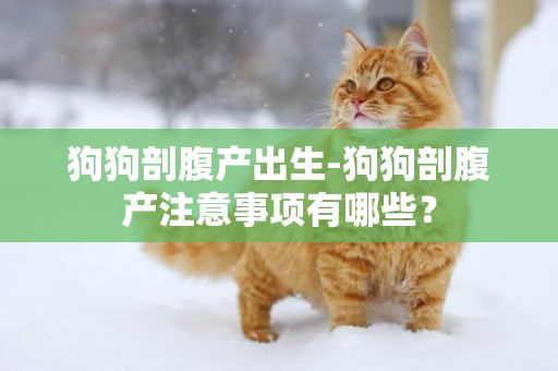 狗狗剖腹產出生-狗狗剖腹產注意事項有哪些？