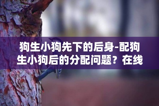 狗生小狗先下的后身-配狗生小狗后的分配問題？在線等！