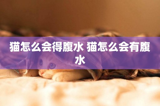貓怎么會得腹水 貓怎么會有腹水