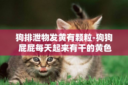 狗排泄物發黃有顆粒-狗狗 屁屁每天起來有干的黃色小顆粒