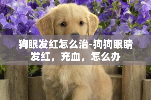 狗眼發紅怎么治-狗狗眼睛發紅，充血，怎么辦