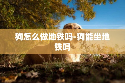狗怎么做地鐵嗎-狗能坐地鐵嗎
