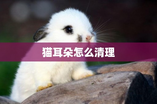 貓耳朵怎么清理