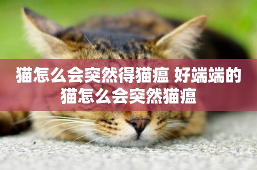 貓怎么會突然得貓瘟 好端端的貓怎么會突然貓瘟