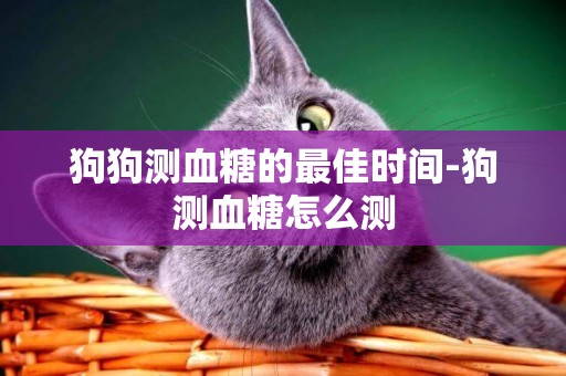 狗狗測血糖的最佳時間-狗測血糖怎么測