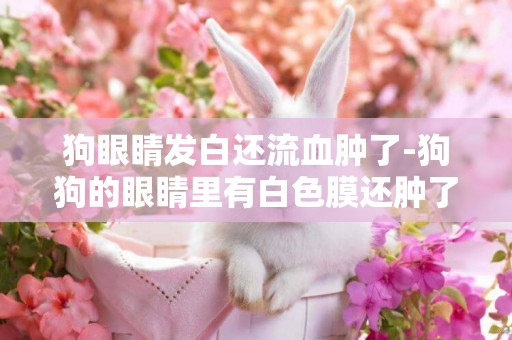 狗眼睛發白還流血腫了-狗狗的眼睛里有白色膜還腫了怎么治療?