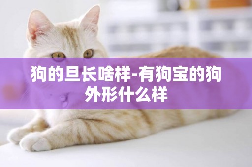 狗的旦長啥樣-有狗寶的狗外形什么樣
