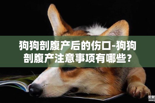 狗狗剖腹產后的傷口-狗狗剖腹產注意事項有哪些？