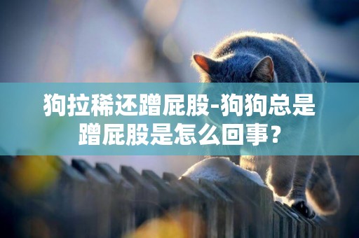 狗拉稀還蹭屁股-狗狗總是蹭屁股是怎么回事？