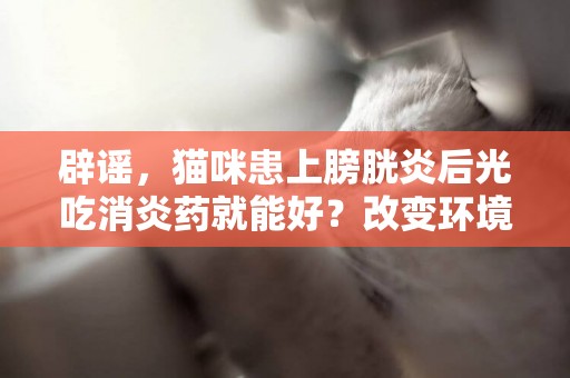 辟謠，貓咪患上膀胱炎后光吃消炎藥就能好？改變環境才最重要 