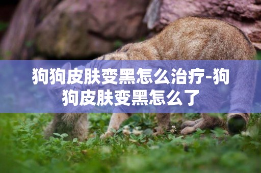 狗狗皮膚變黑怎么治療-狗狗皮膚變黑怎么了