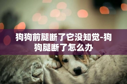 狗狗前腿斷了它沒知覺-狗狗腿斷了怎么辦
