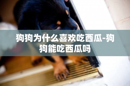 狗狗為什么喜歡吃西瓜-狗狗能吃西瓜嗎