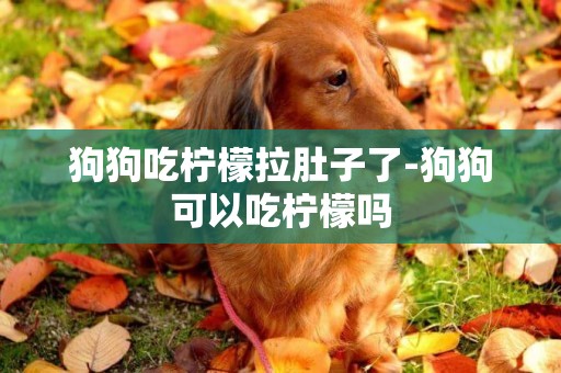 狗狗吃檸檬拉肚子了-狗狗可以吃檸檬嗎