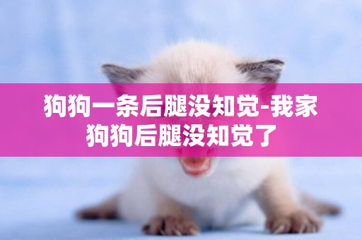 狗狗一條后腿沒知覺-我家狗狗后腿沒知覺了