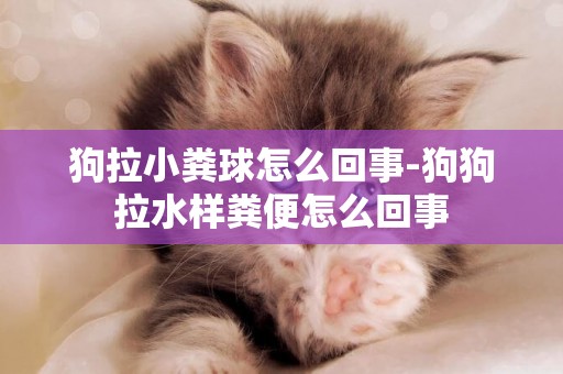 狗拉小糞球怎么回事-狗狗拉水樣糞便怎么回事
