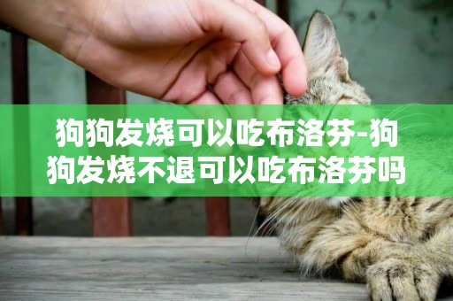 狗狗發燒可以吃布洛芬-狗狗發燒不退可以吃布洛芬嗎