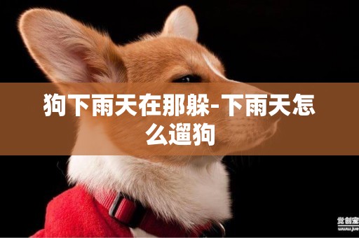 狗下雨天在那躲-下雨天怎么遛狗