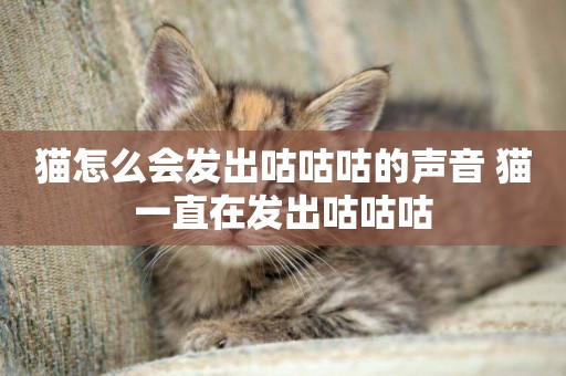 貓怎么會發出咕咕咕的聲音 貓一直在發出咕咕咕