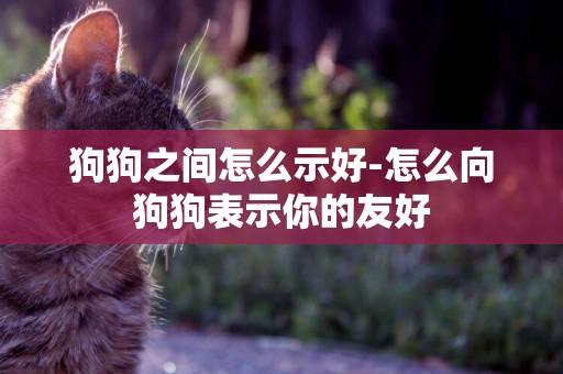 狗狗之間怎么示好-怎么向狗狗表示你的友好