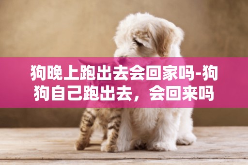 狗晚上跑出去會回家嗎-狗狗自己跑出去，會回來嗎