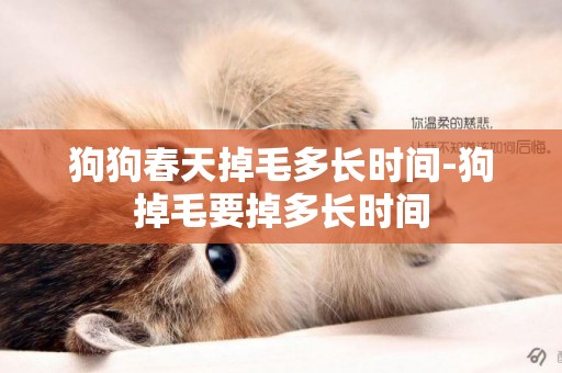 狗狗春天掉毛多長時間-狗掉毛要掉多長時間