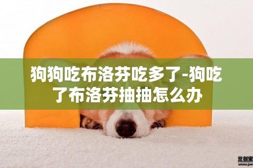 狗狗吃布洛芬吃多了-狗吃了布洛芬抽抽怎么辦