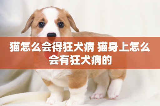 貓怎么會得狂犬病 貓身上怎么會有狂犬病的