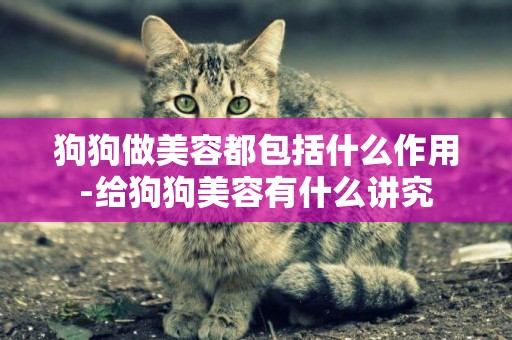狗狗做美容都包括什么作用-給狗狗美容有什么講究