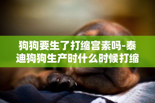 狗狗要生了打縮宮素嗎-泰迪狗狗生產時什么時候打縮宮素