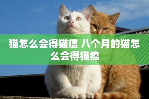 貓怎么會得貓瘟 八個月的貓怎么會得貓瘟