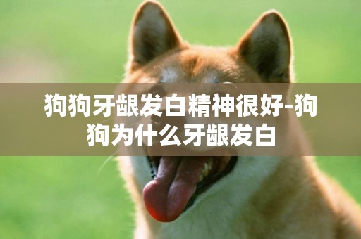 狗狗牙齦發白精神很好-狗狗為什么牙齦發白