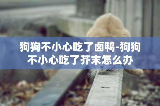 狗狗不小心吃了鹵鴨-狗狗不小心吃了芥末怎么辦