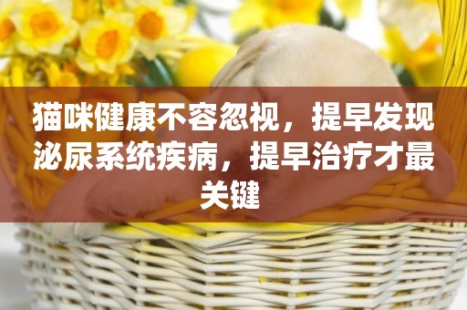 貓咪健康不容忽視，提早發現泌尿系統疾病，提早治療才最關鍵 