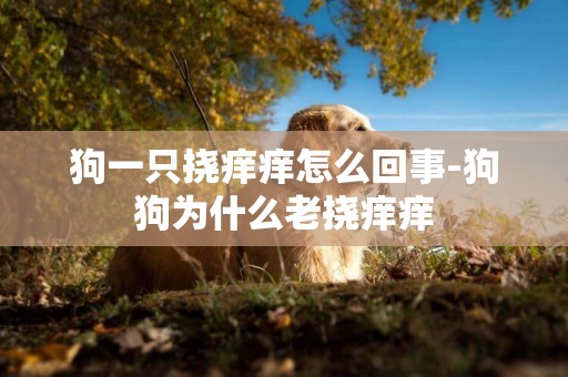 狗一只撓癢癢怎么回事-狗狗為什么老撓癢癢